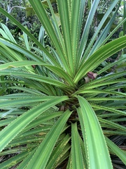 Pandanus balfourii