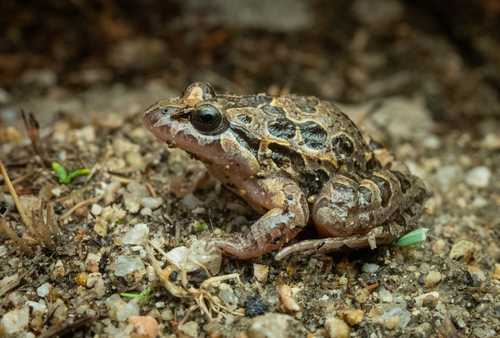 Iberian Painted Frog, Madrid, Espagne, photo 7 of 10