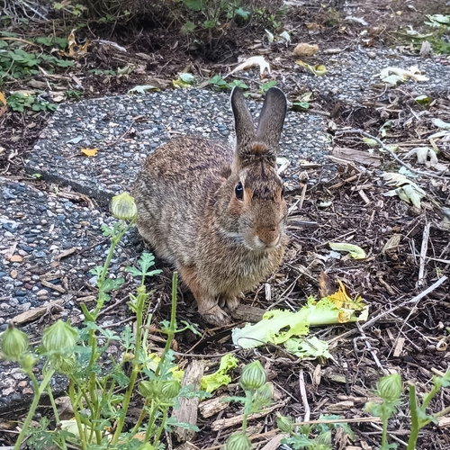 Eastern Cottontail