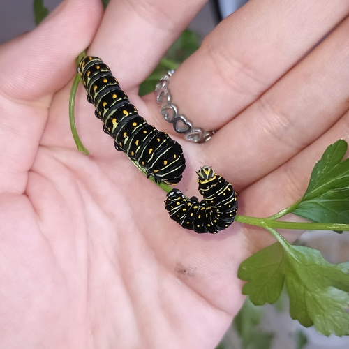 Eastern Black Swallowtail