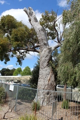 Eucalyptus marginata