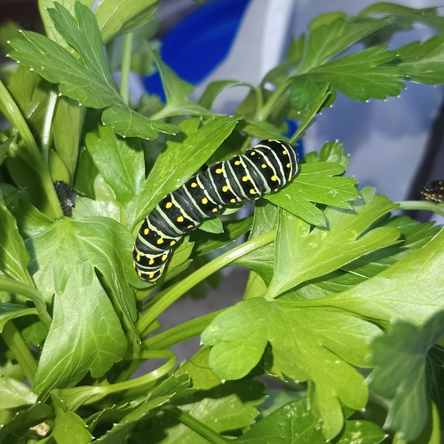 Black Swallowtail