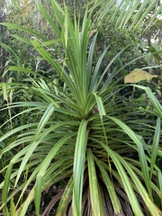 Pandanus balfourii