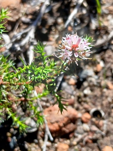 Andersonia sprengelioides observed 2026-10-03