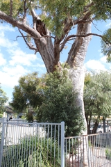 Eucalyptus marginata