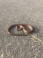 Euprepiophis conspicillata