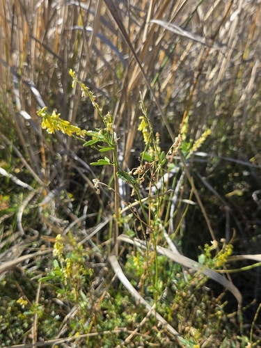 Yellow Sweetclover