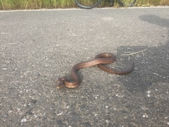 Euprepiophis conspicillata