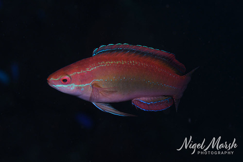 Cirrhilabrus temminckii observed 2026-09-28