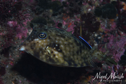 Lactoria diaphana observed 2026-09-28