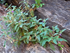 Solanum diversiflorum