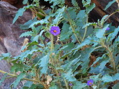 Solanum diversiflorum