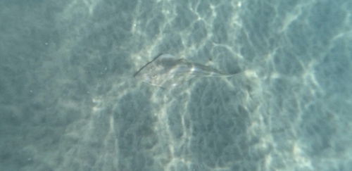 Rhinobatos observed 2026-10-06