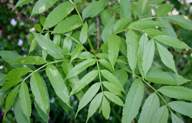 Fraxinus