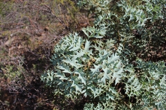 Grevillea bipinnatifida