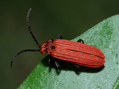Lopheros rubens