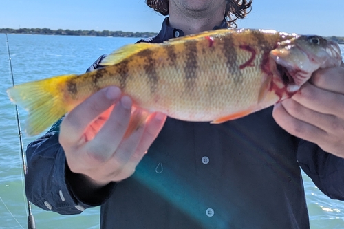 Yellow Perch