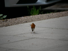 Erithacus rubecula