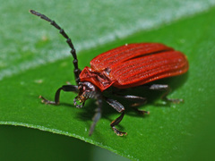 Lopheros rubens