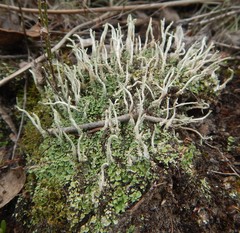 Cladonia rigida