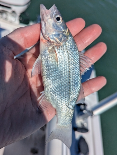 White Perch