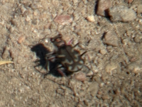 Oblique-lined Tiger Beetle