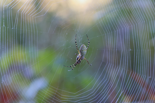 Banded Garden Spider