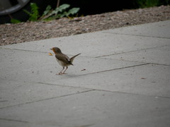 Erithacus rubecula
