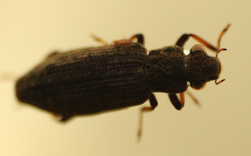Hydrochus, 2026-10-05