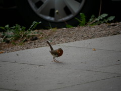Erithacus rubecula
