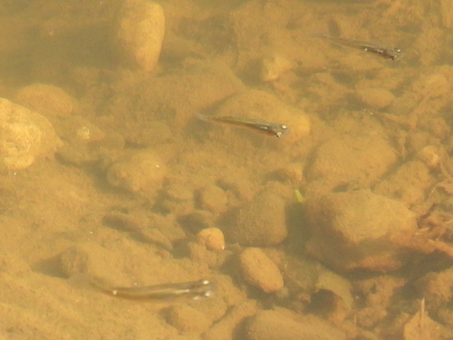 Western Mosquitofish