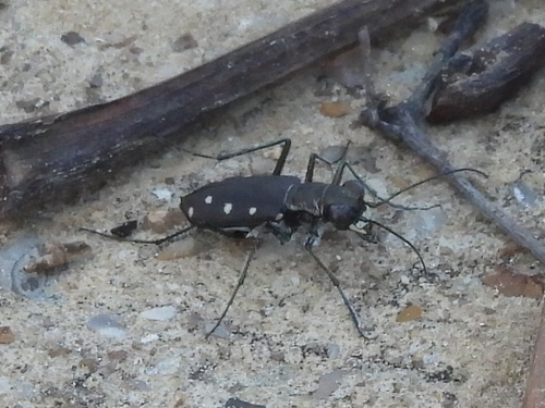 Ocellated Tiger Beetle