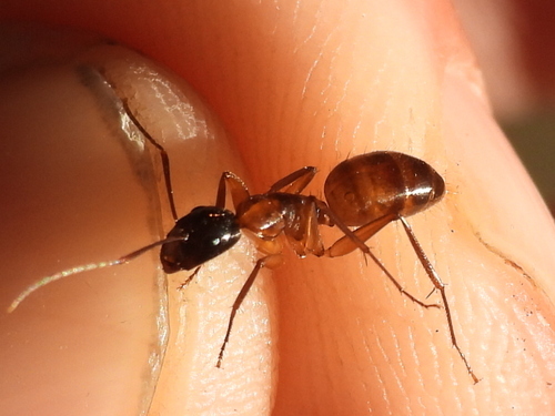 American Carpenter Ant