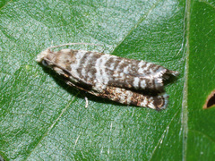 Epinotia tedella