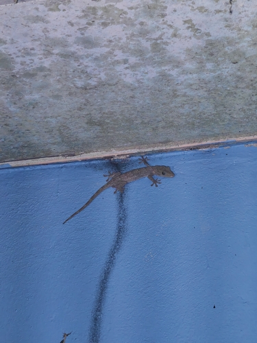 Gekko smithii observed 2026-10-05