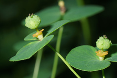 Euphorbia angulata