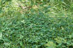 Euphorbia angulata