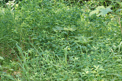 Euphorbia angulata