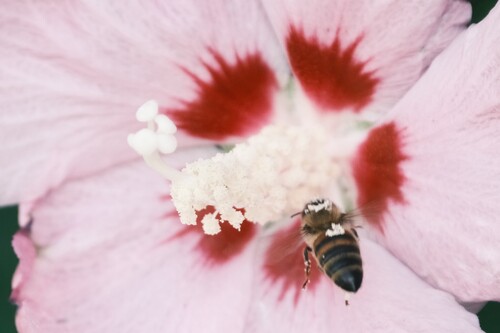 Western Honey Bee