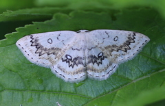 Cyclophora annularia