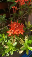 Ixora coccinea