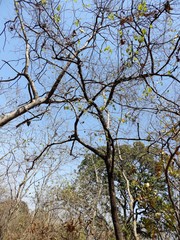 Ziziphus oenopolia