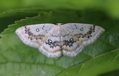 Cyclophora annularia