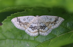 Cyclophora annularia