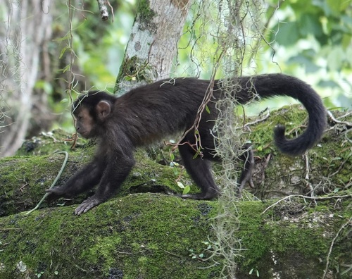 Black capuchin