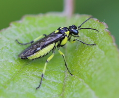Rhogogaster picta
