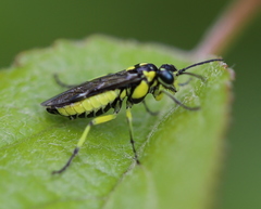 Rhogogaster picta