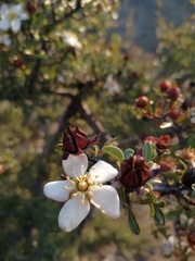 Lindleya mespiloides