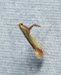 Caloptilia superbifrontella