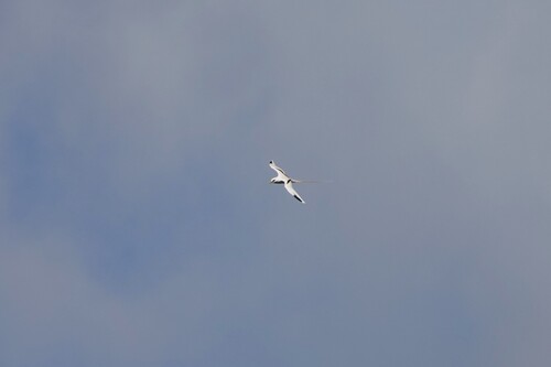 iNaturalist image